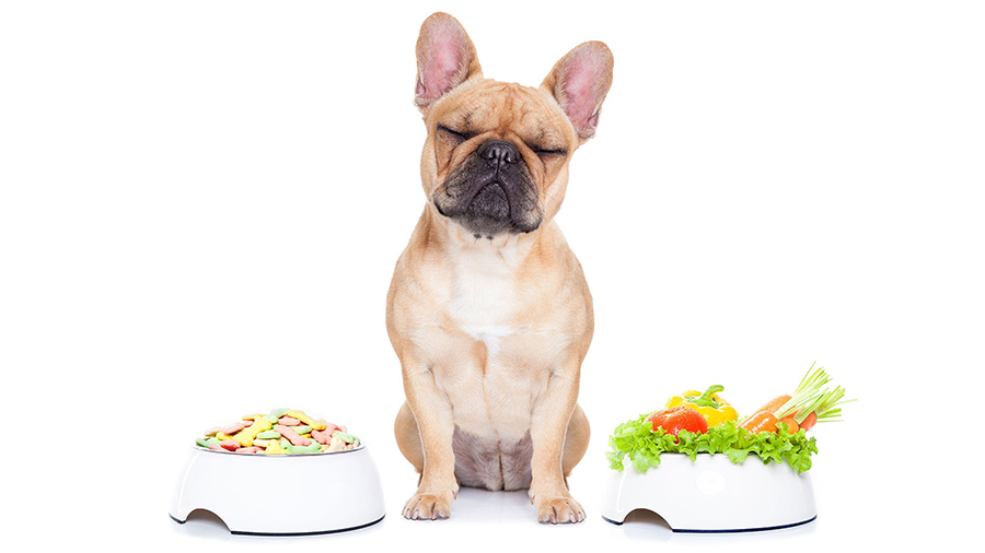 Ever Thought Feeding your Dogs with a Vegan Diet can do Wonders to their Health?