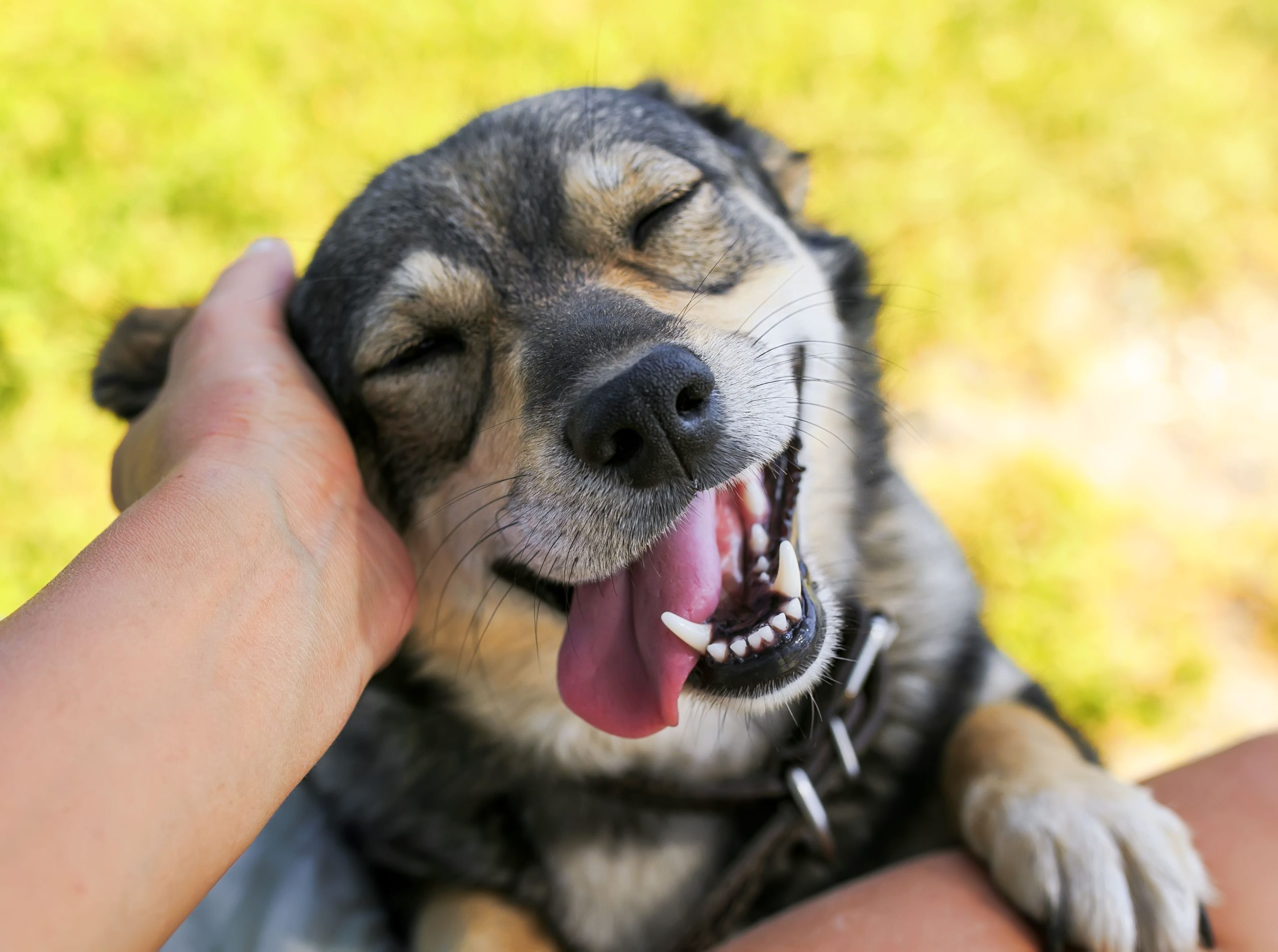 Became a new dog owner? Here is what you can do to raise your canine right!