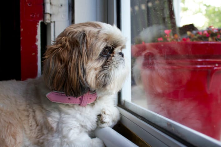 Home alone: a guide to keeping your pets’ happy during your absence