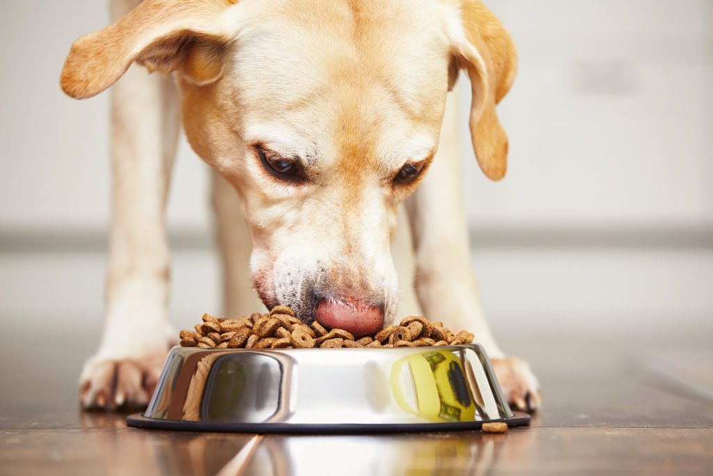 Is wet dog food a healthy choice for your canine?