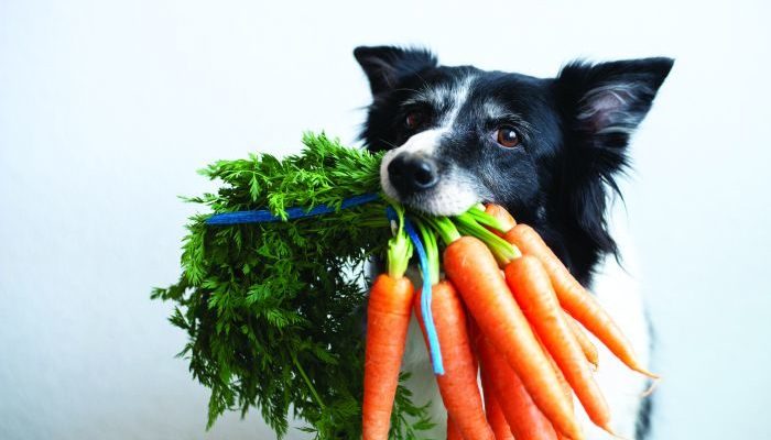 Dog With Carrot