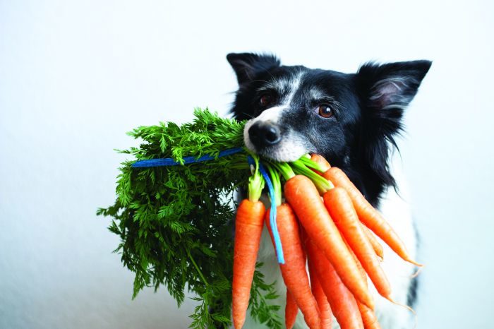 Dog With Carrot