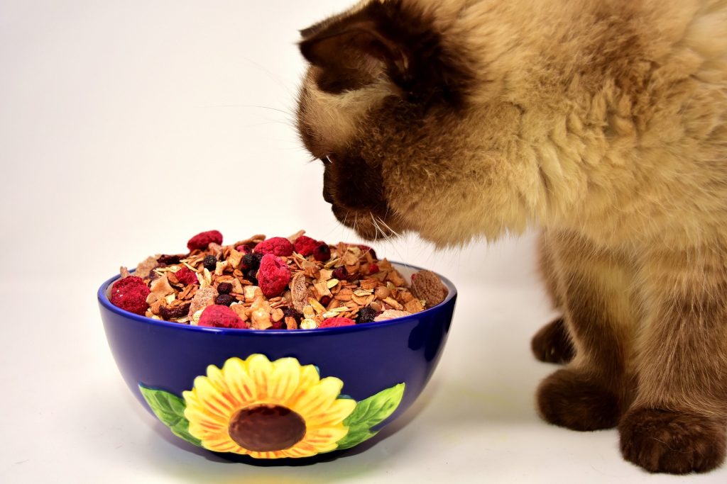 From Kitten to Adult: The Transition of Your Cat’s Diet