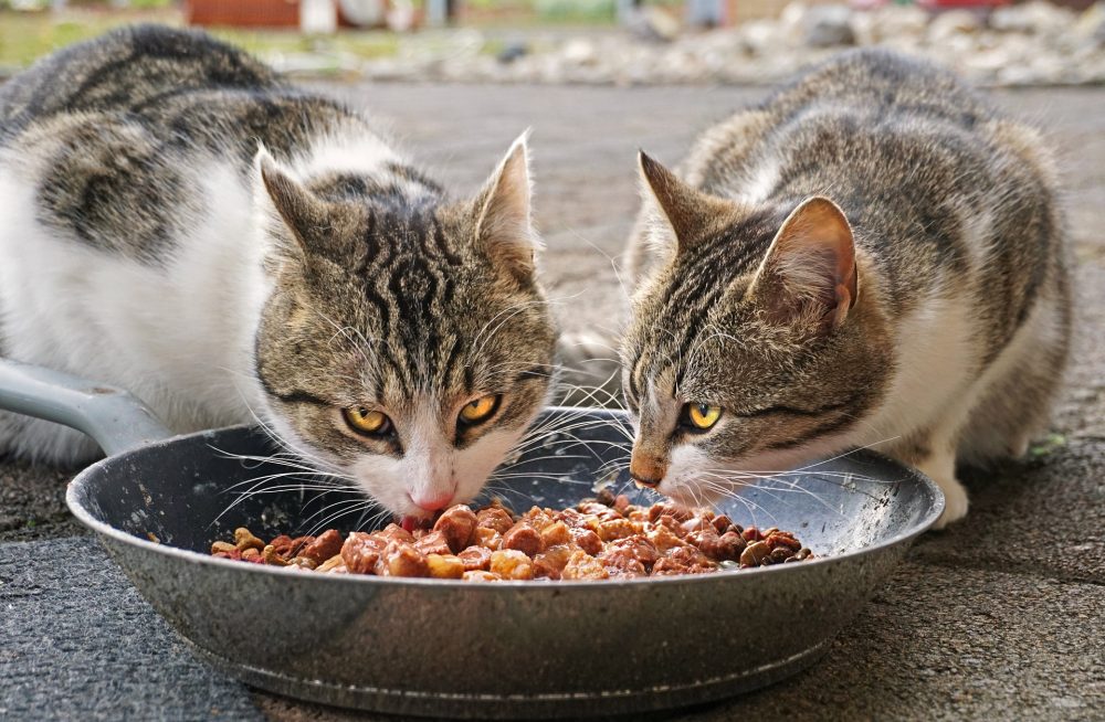 Benefits of Natural Cat Food 