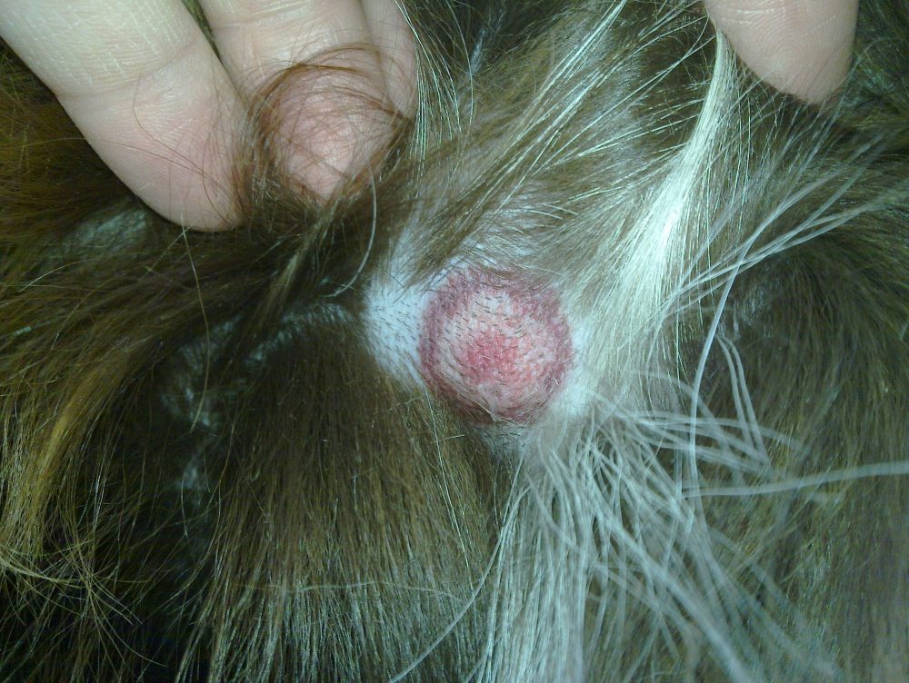 Common Types of Skin Issues among Cats and Dogs