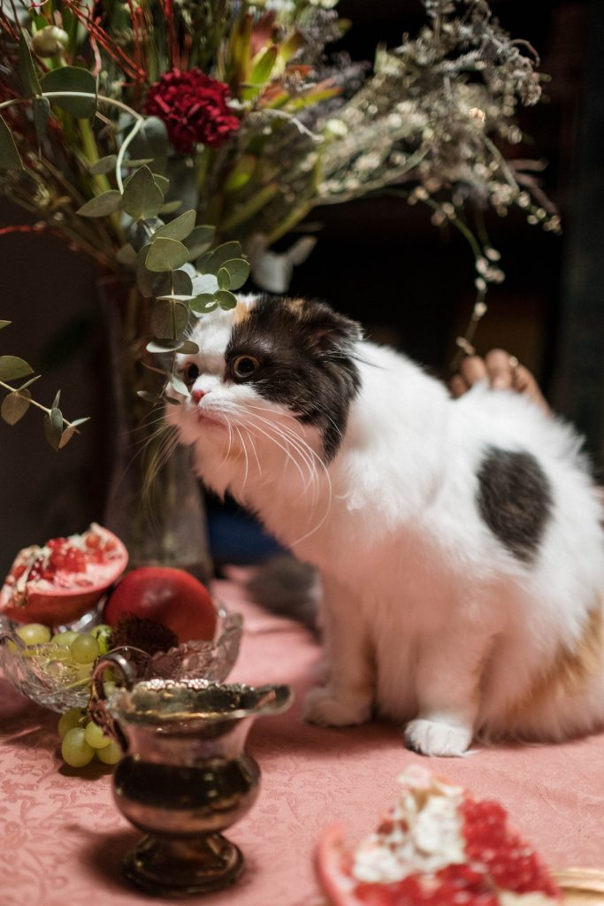 Understanding the Nutritional Needs of Cats: A Guide to Choosing the Right Cat Food