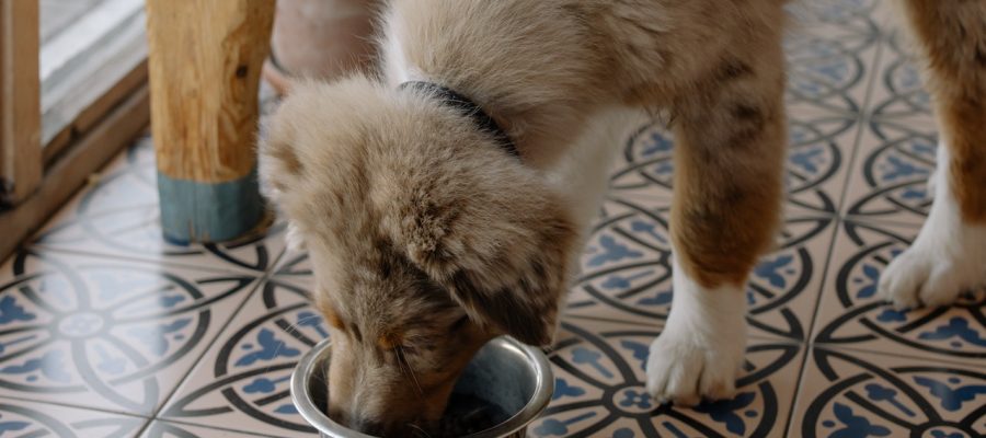 The Convenience of Buying Dog Food Online: Exploring the Benefits