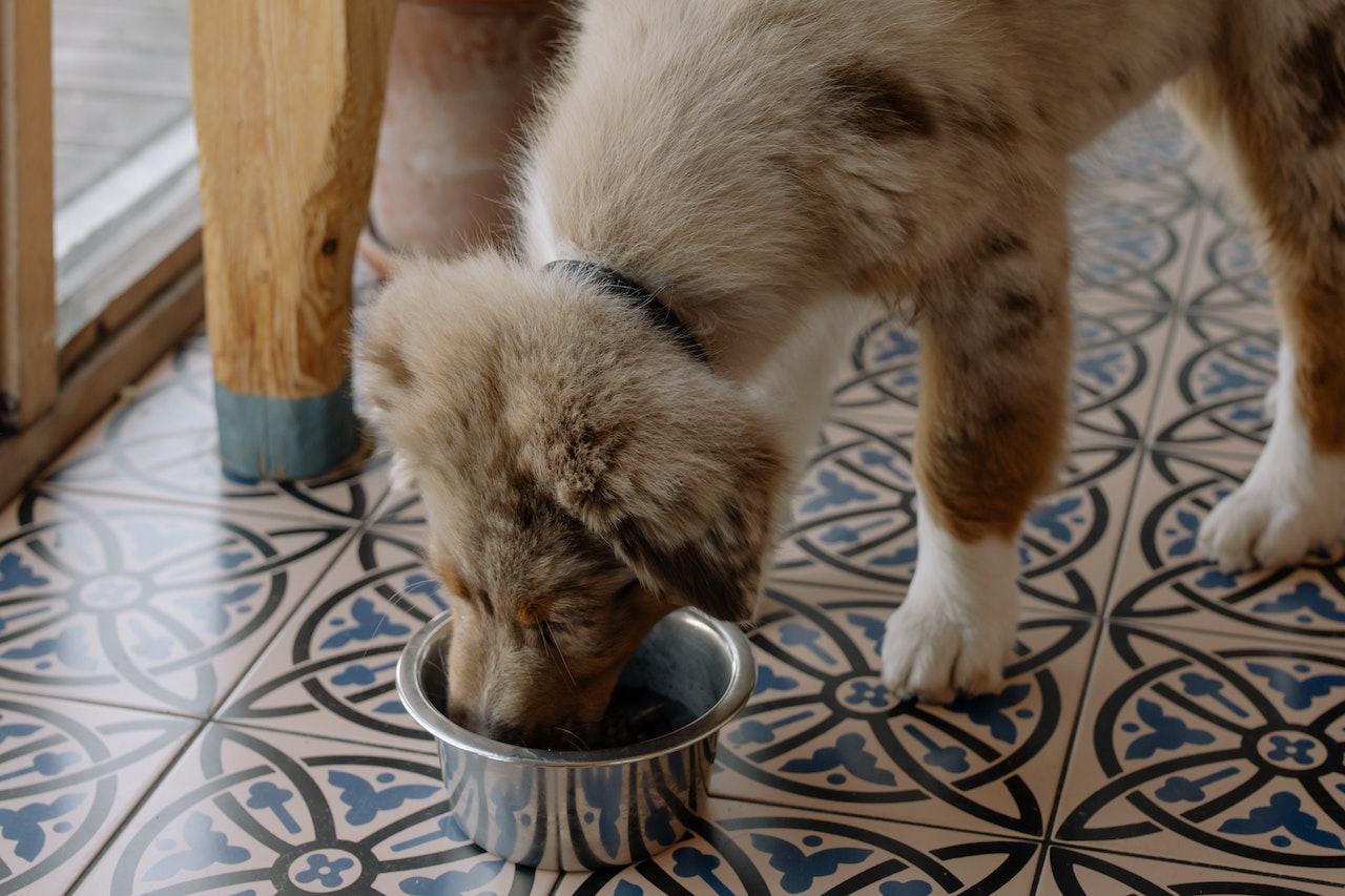 The Convenience of Buying Dog Food Online: Exploring the Benefits
