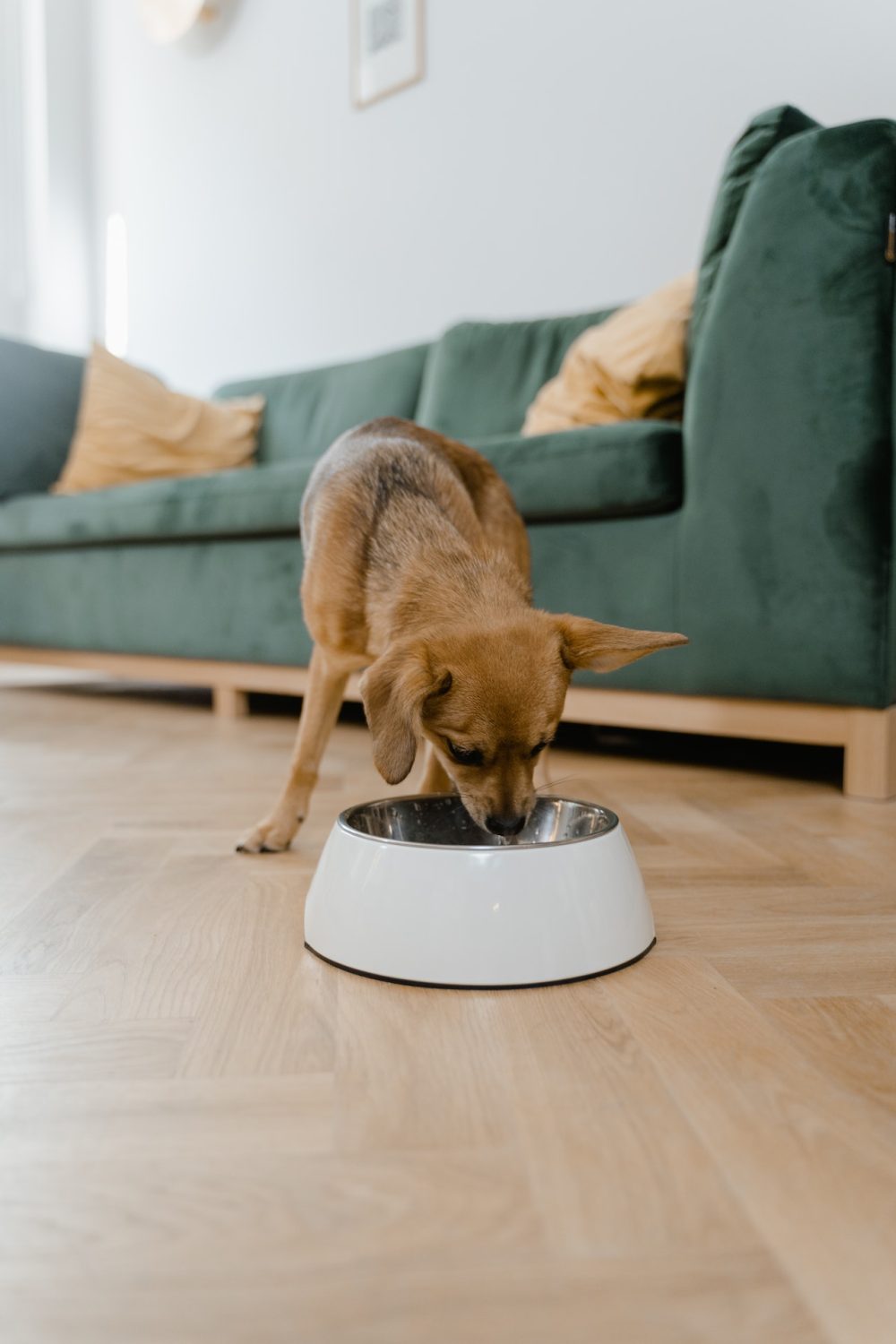 The Rise of Online Shopping for Pet Food and Its Impact on Pet Owners