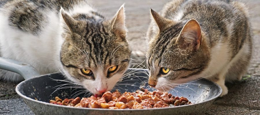 What Ingredients Should I Avoid in My Wet Cat Food?