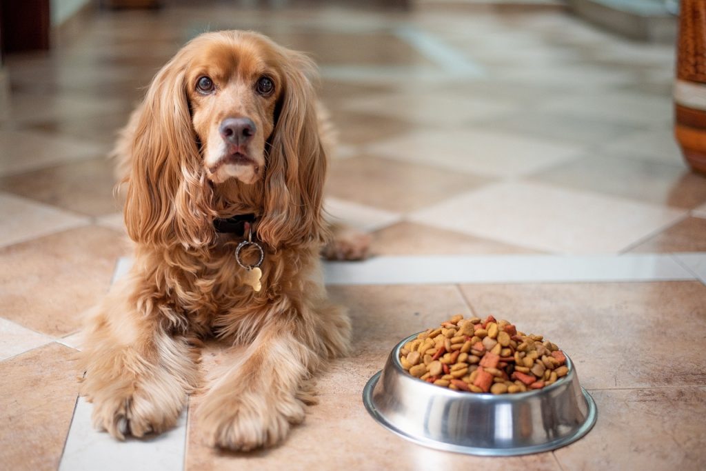What Are the Types of Dog Foods?