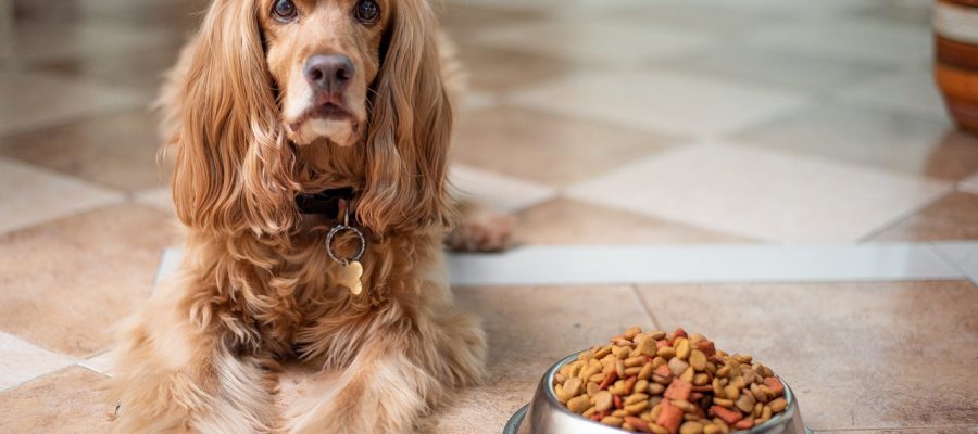 What Are the Types of Dog Foods?