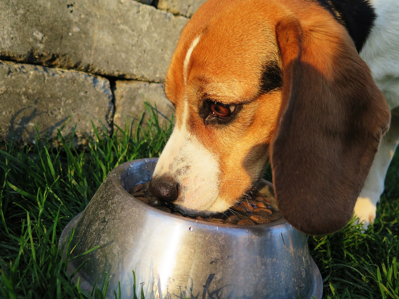 The Benefits of Dry Dog Food: What You Need to Know