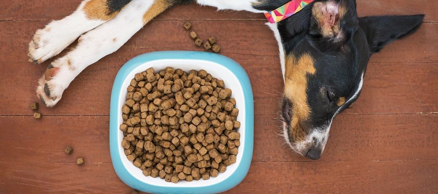 Understanding the Differences Between Wet and Dry Dog Food